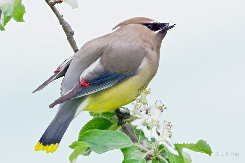  H1P2230rev2 - Version 2